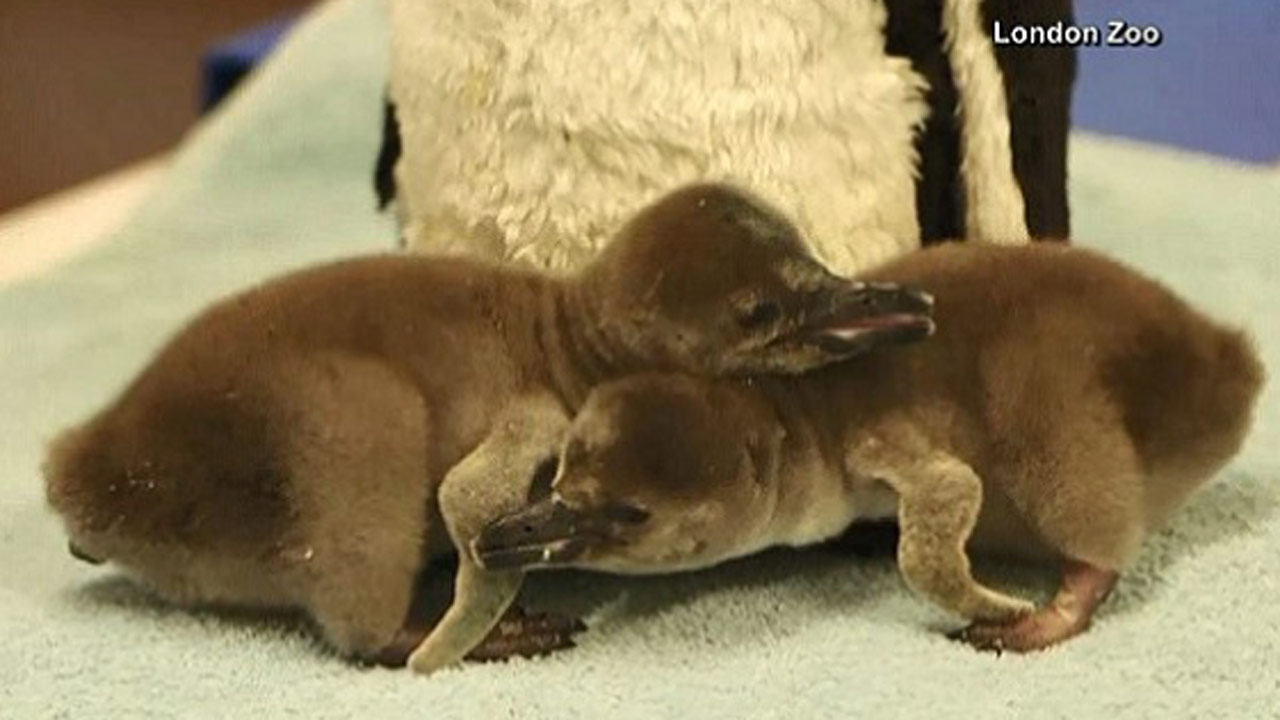 baby-penguins_293537