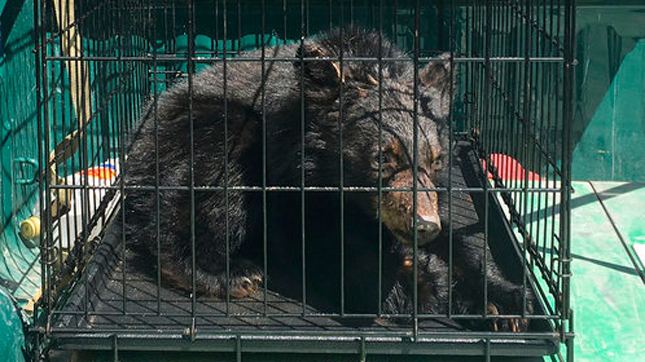 bear-cubs_292272