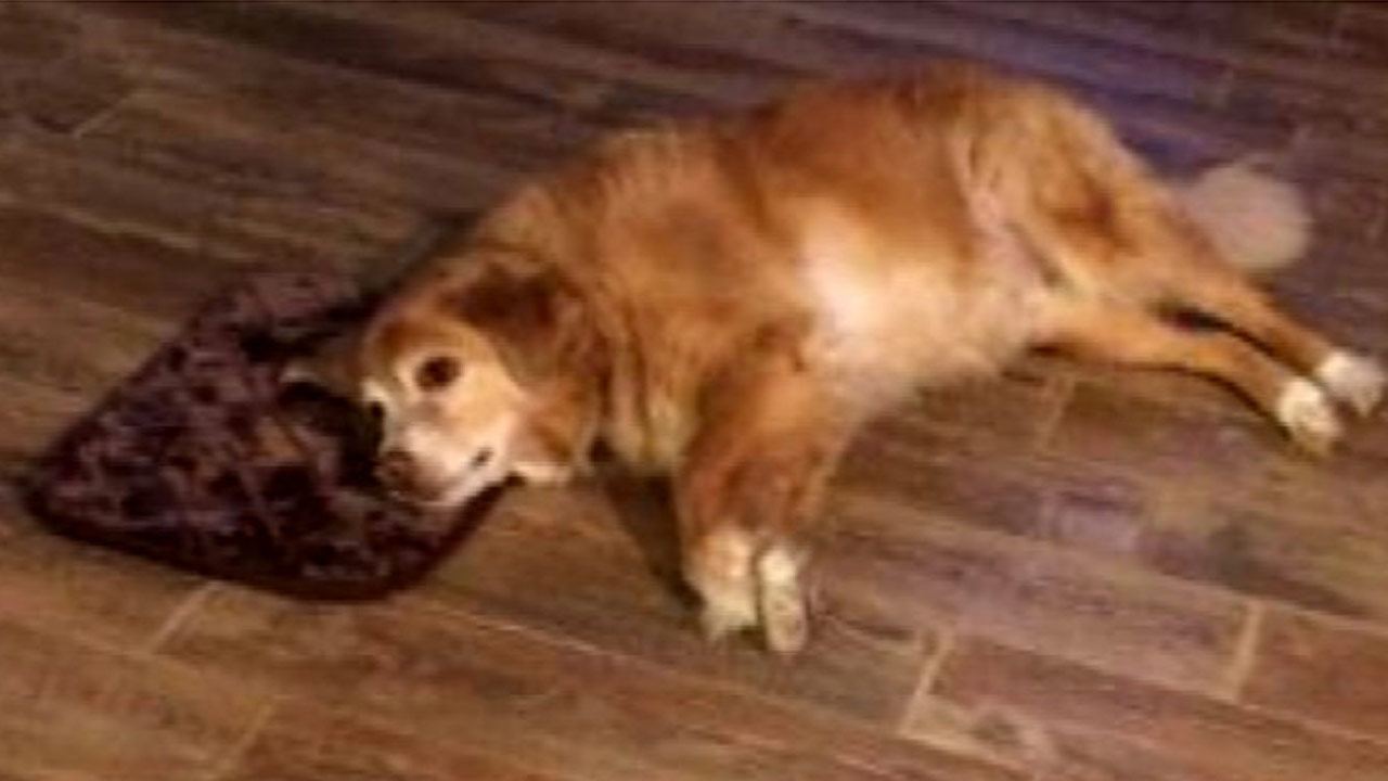big-dog-small-bed_286408