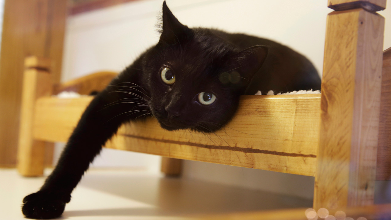 catclaws_247011