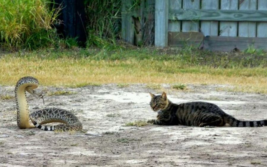 catsnake_291457