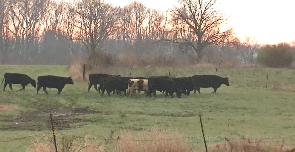 cows_281059
