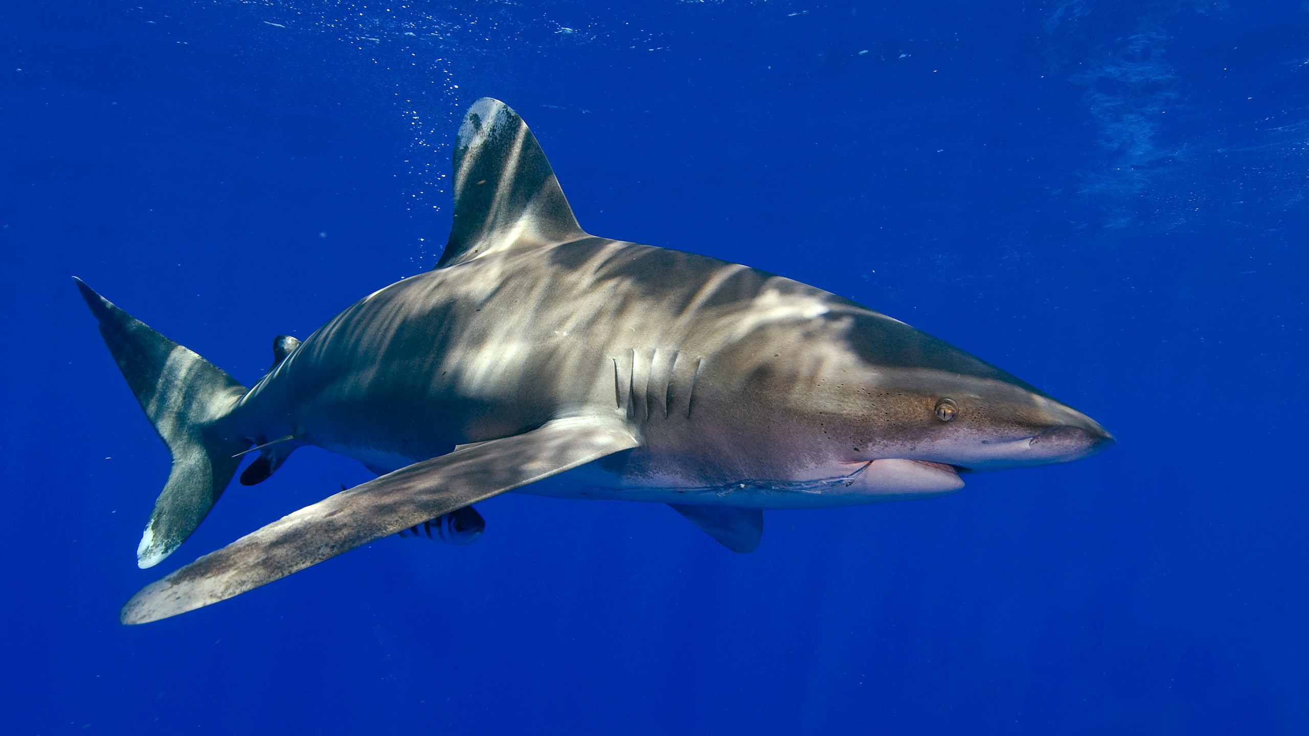 Declining Shark_243849