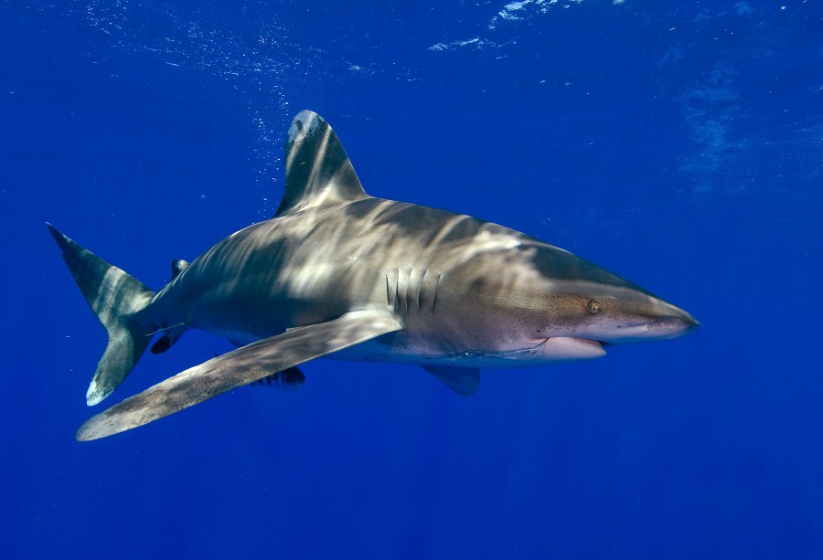 Declining Shark_243849