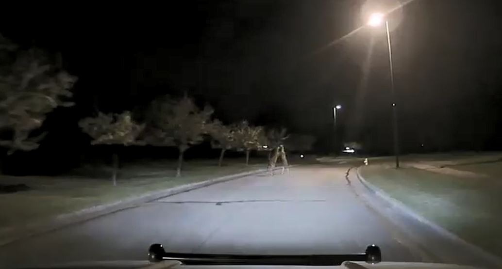 deerfight_286379