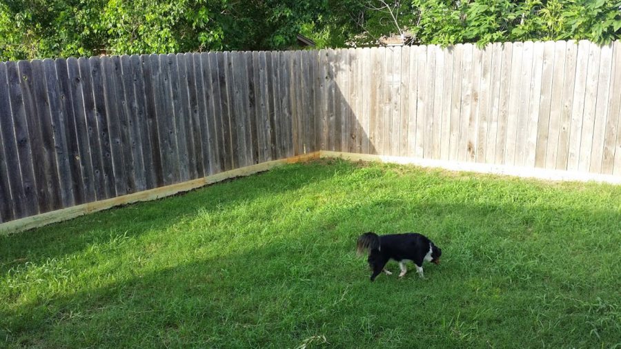 dog-in-yard_292191