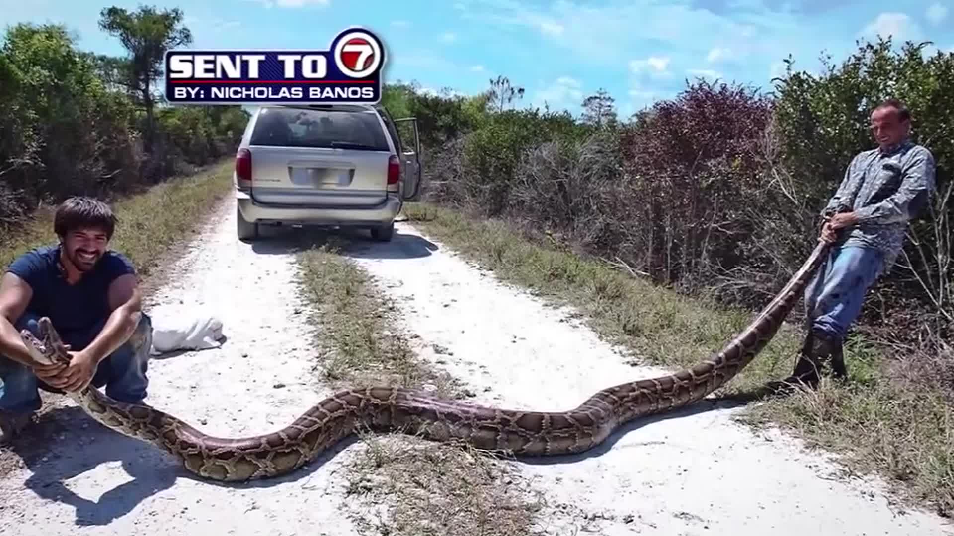 florida men capture python_280361