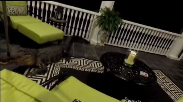 gator_287703