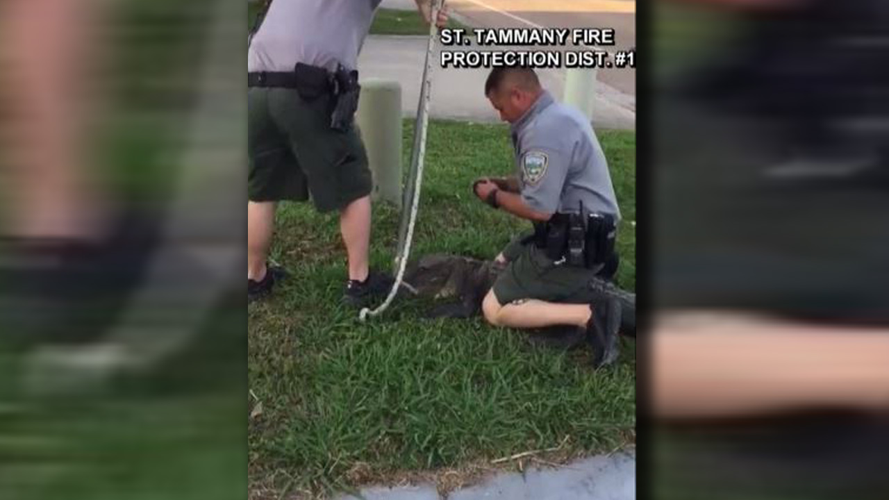 gatorcuffed_292156