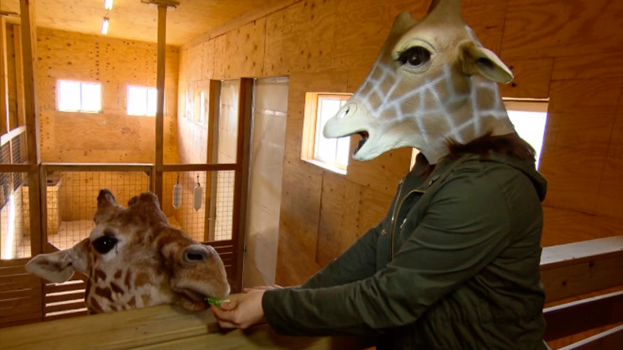 giraffe-mom-april_289135