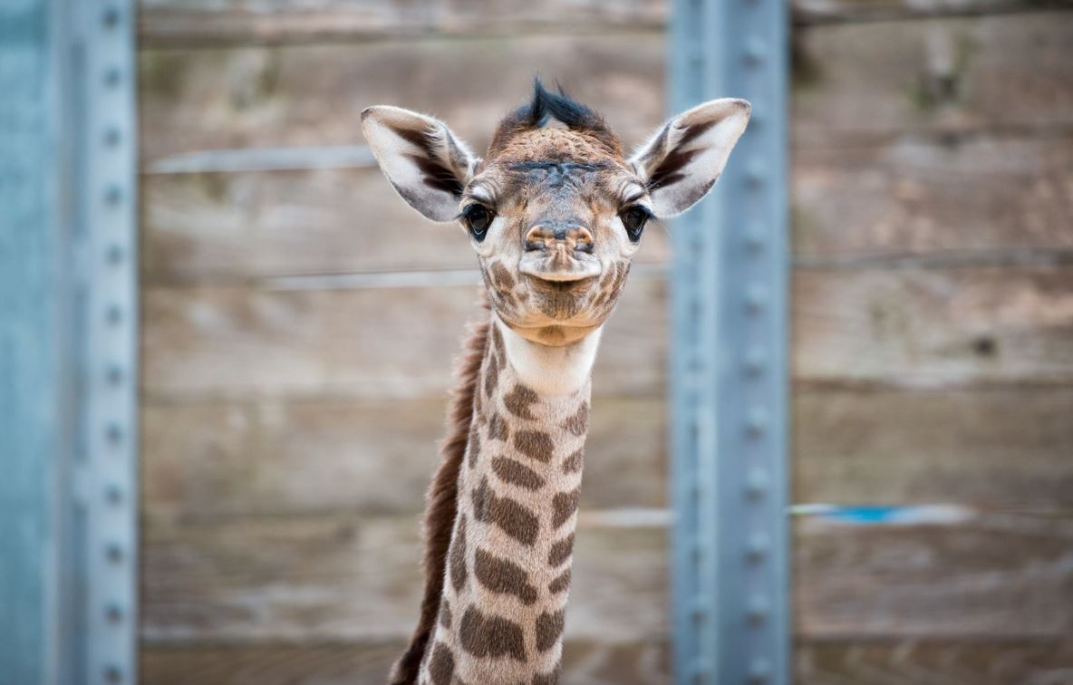 giraffeweb_292822