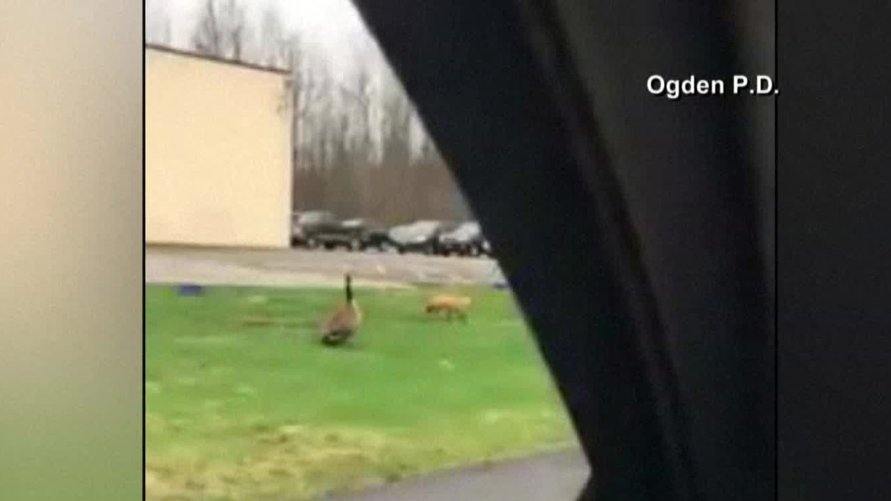 goose-fox_285153