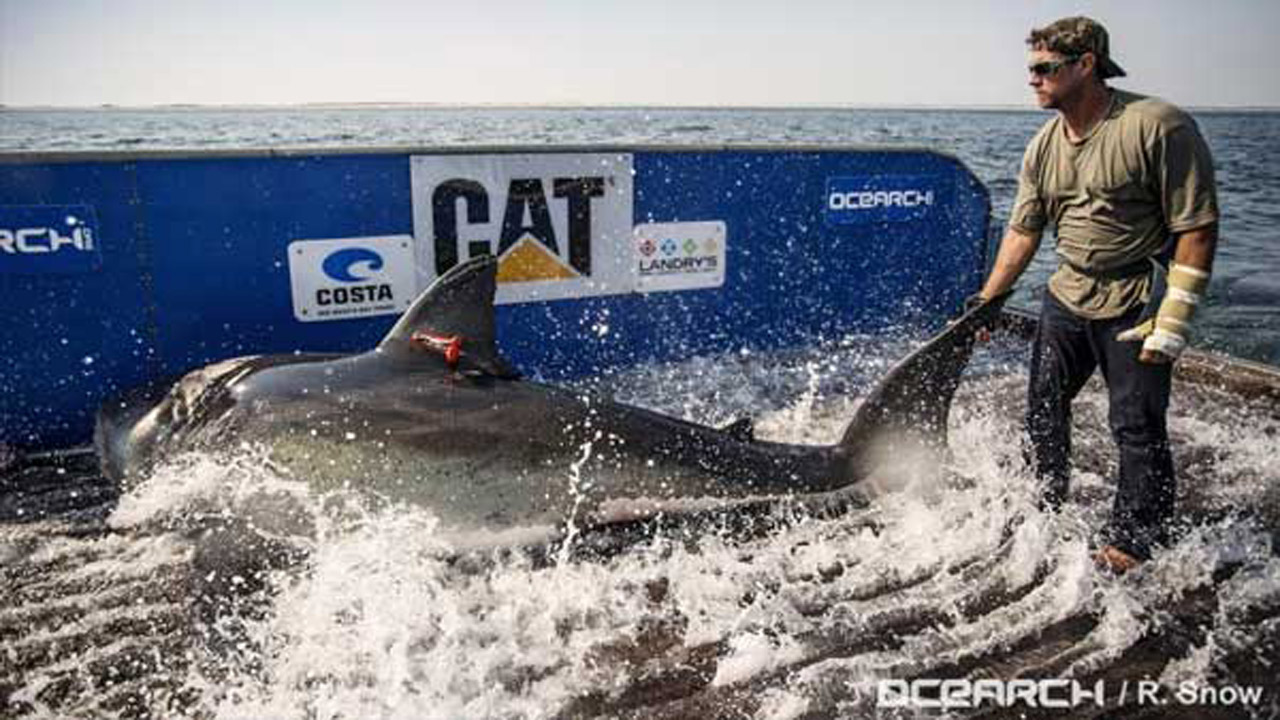great-white-shark_289901