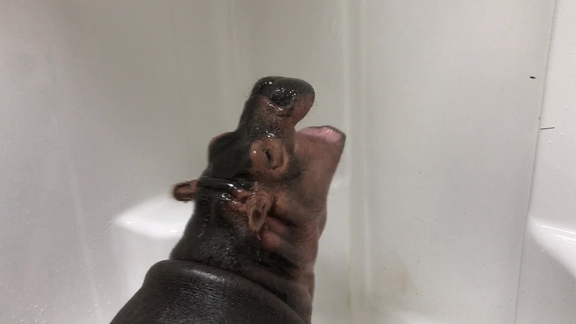 hippo fiona_289108