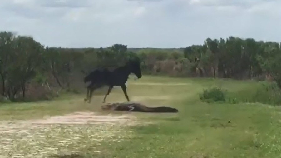 horsevsgator_285735