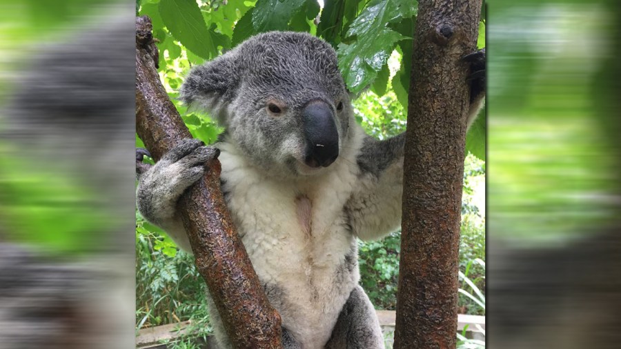 koala_286566