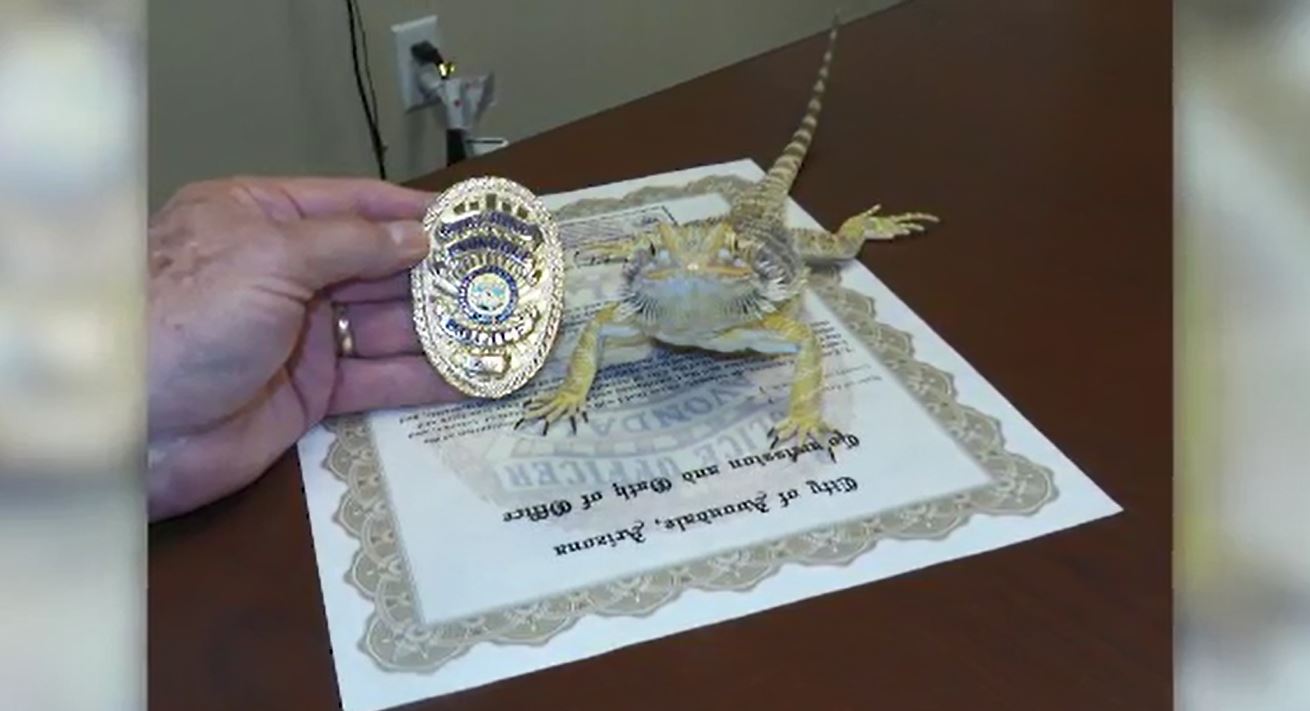 lizard_288899
