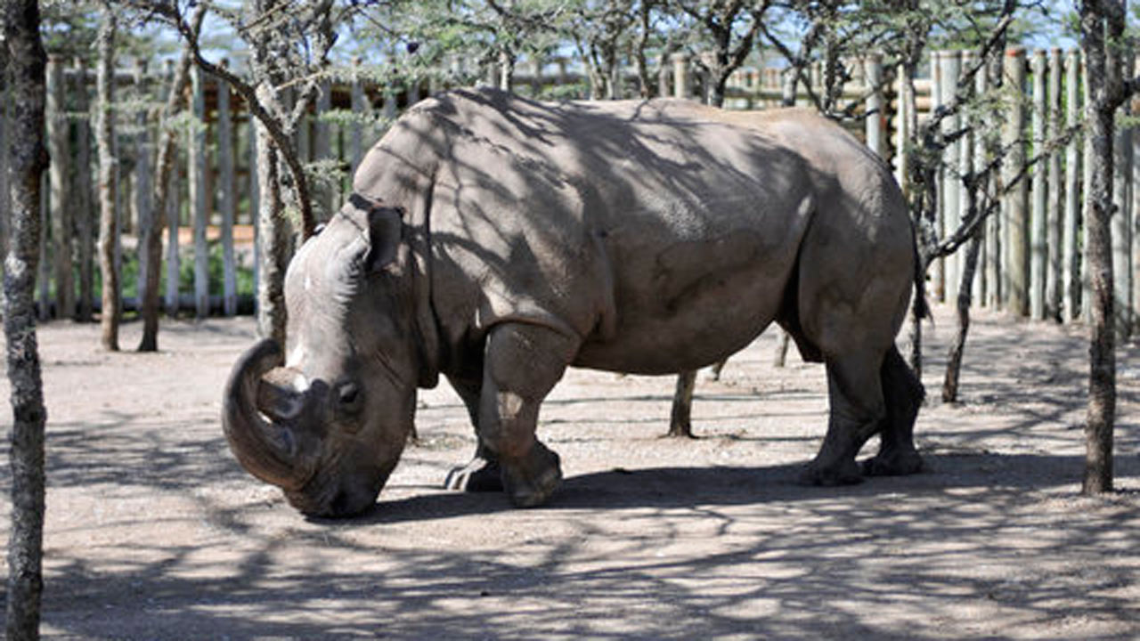 male-white-rhino_292271
