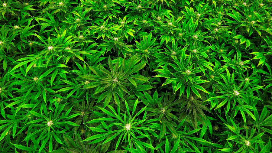 Marijuana Health Effects_230546