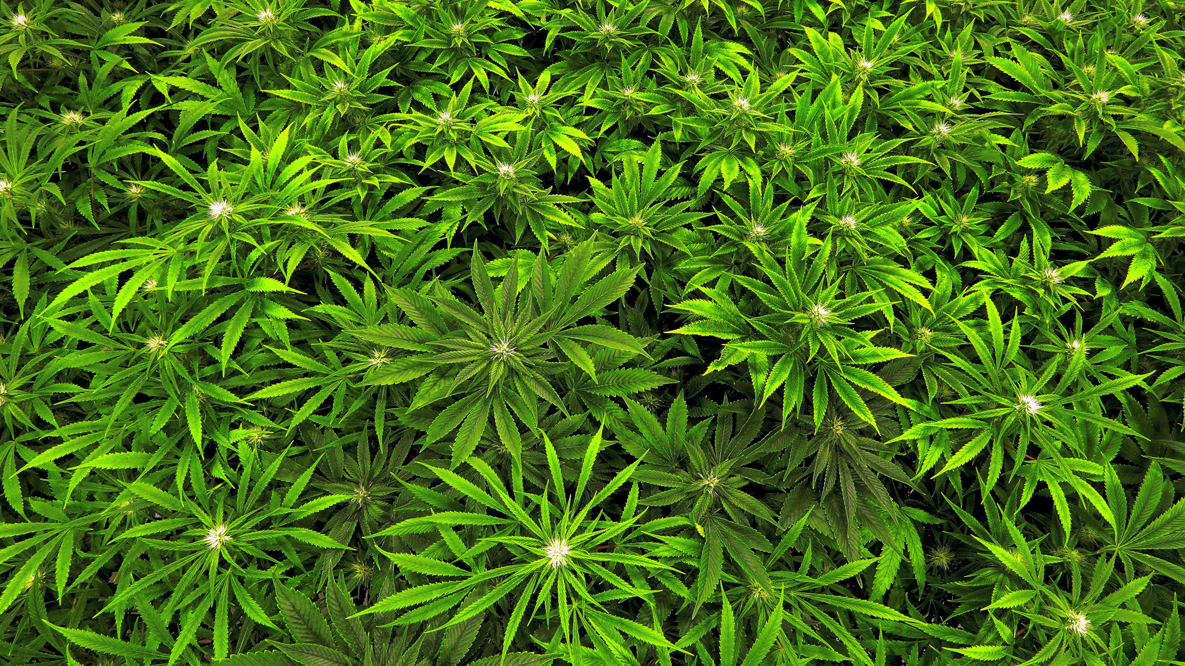 Marijuana Health Effects_230546