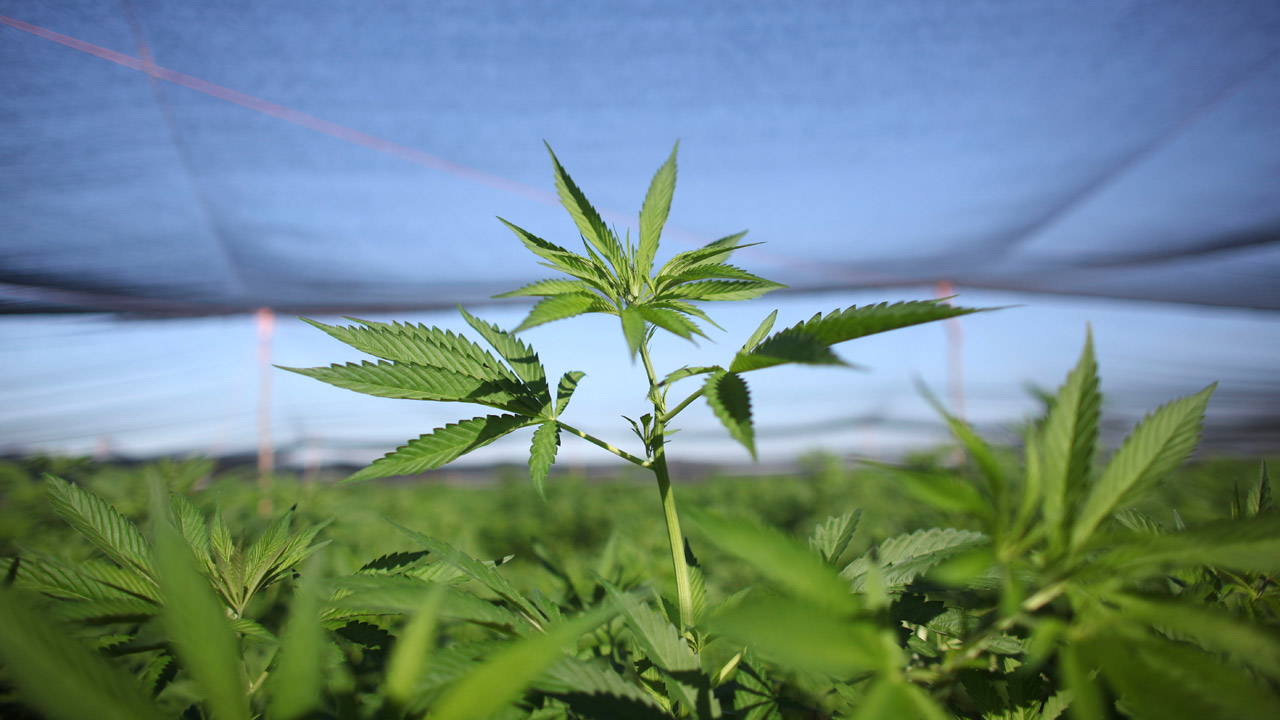 marijuana-plants_265234