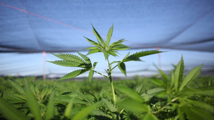 marijuana-plants_265234