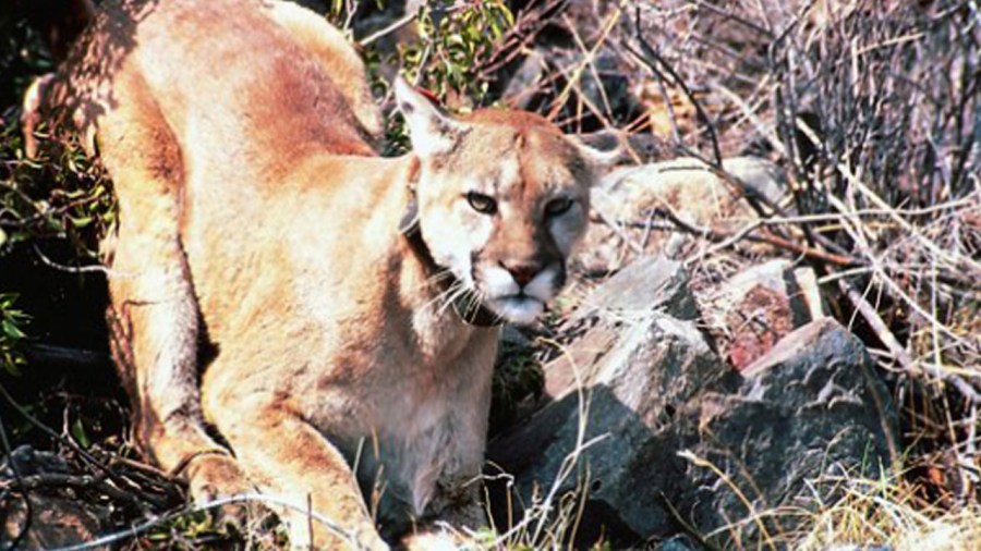 mountain-lion_288039