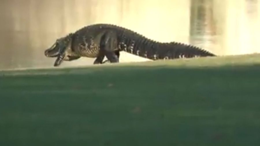 NC_babygators0404_1920x1080_280646
