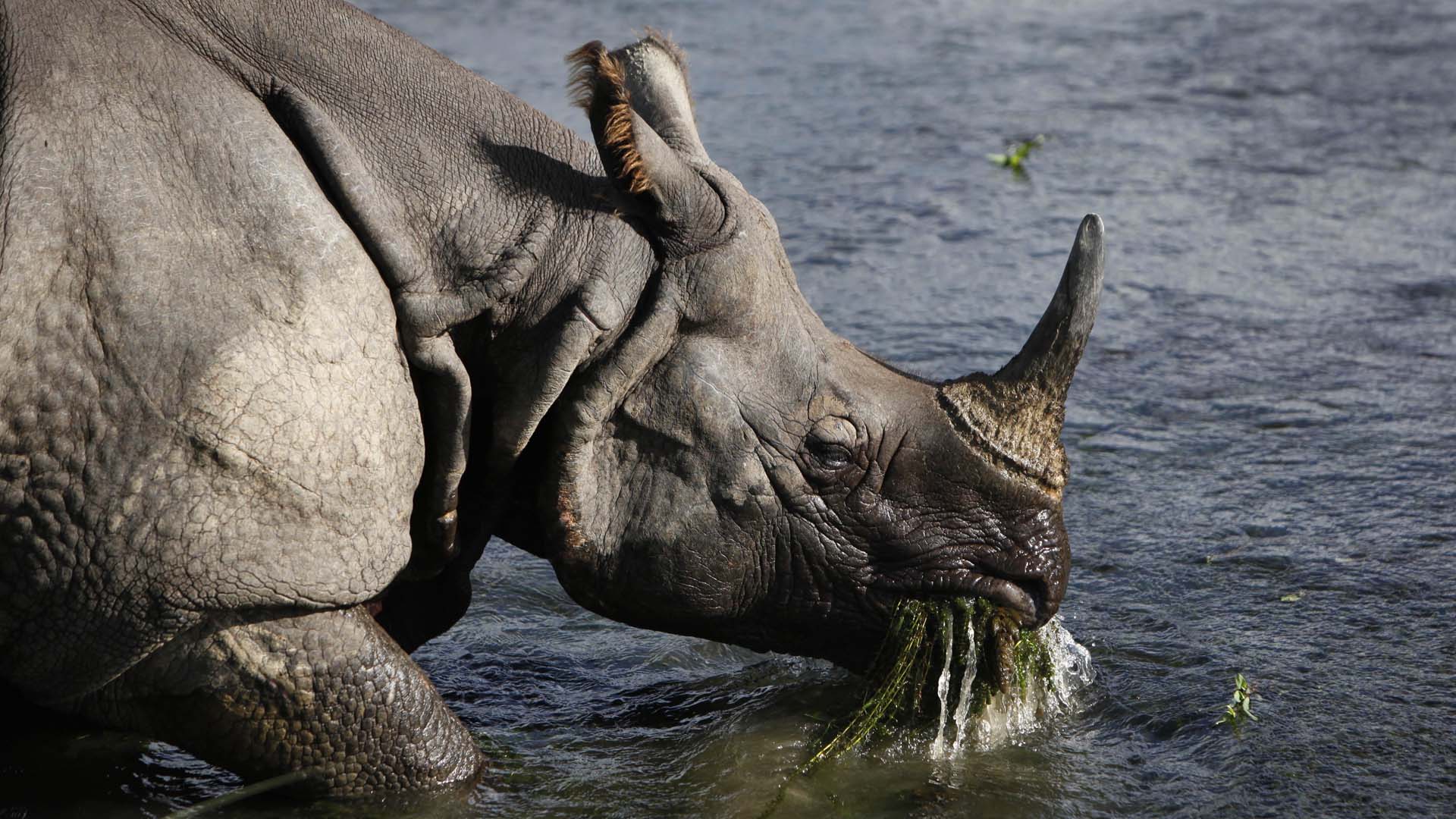 Nepal Rhino Killed_283371