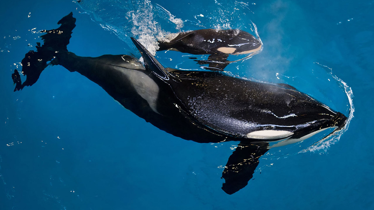 orca_289522
