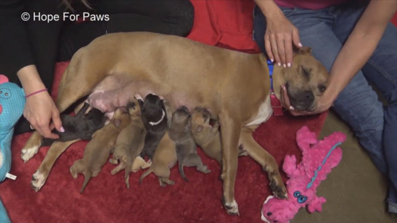 pit-bull-puppies-rescued_292219