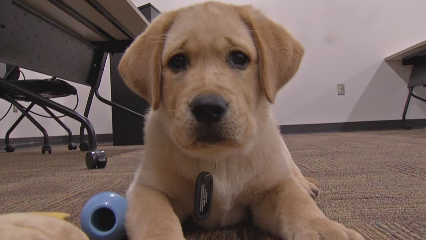 puppy_282223