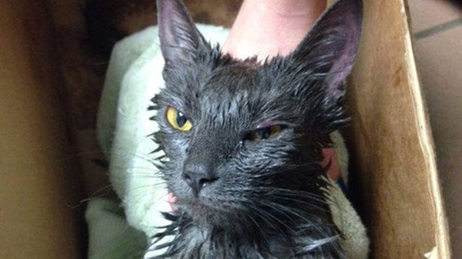 rescued-cat_281815