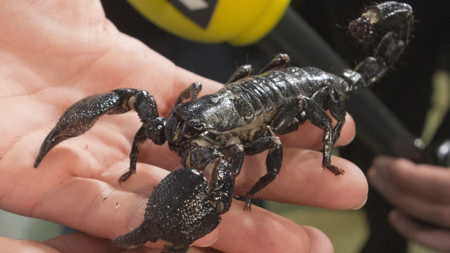 scary-scorpion_286047