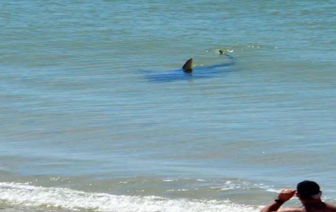 shark_WKRG_285687