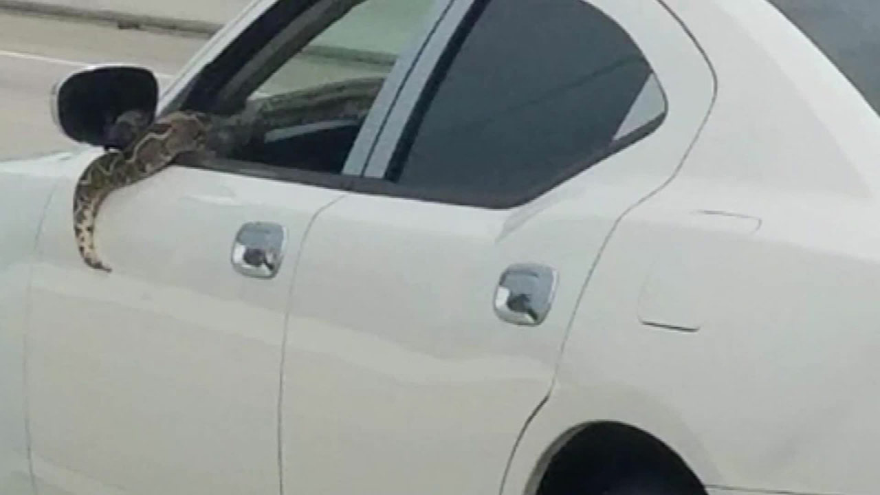 snake-car_286560