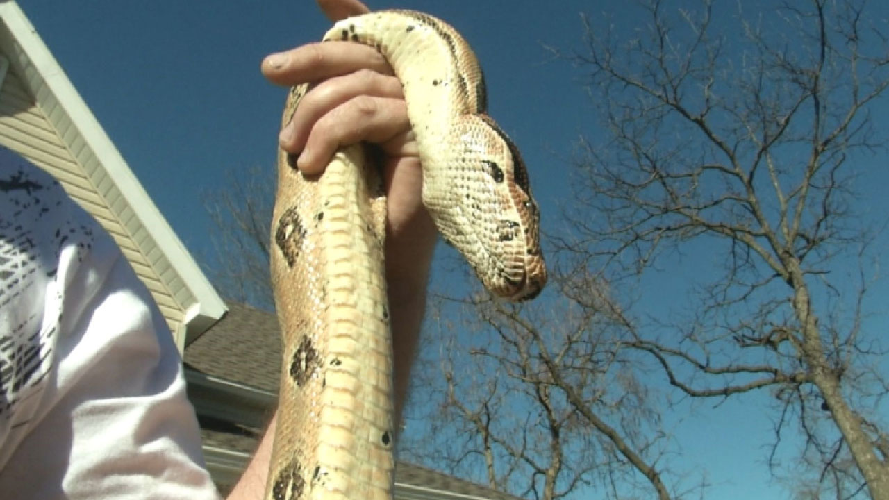 snakes-on-a-leash_282921