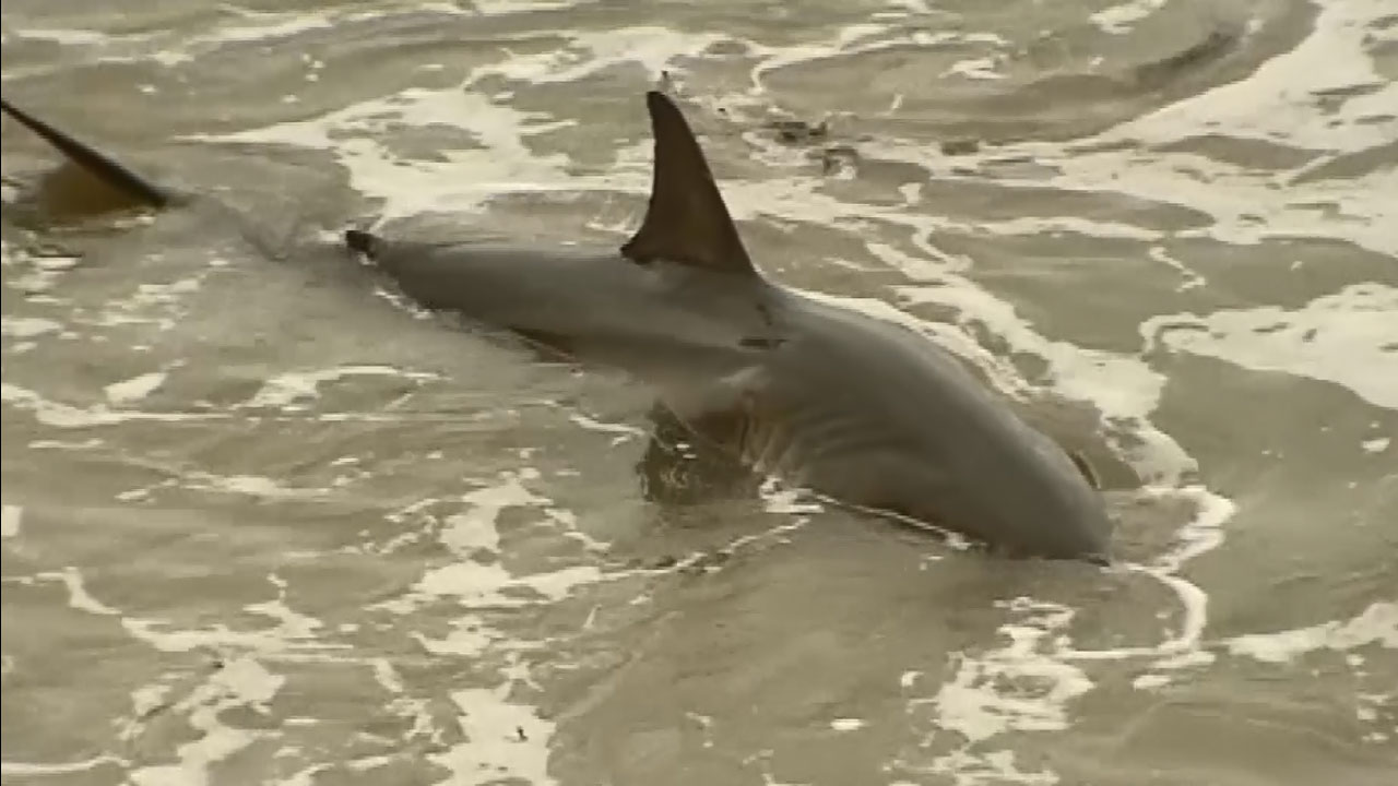 stranded-shark_283269