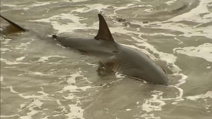 stranded-shark_283269