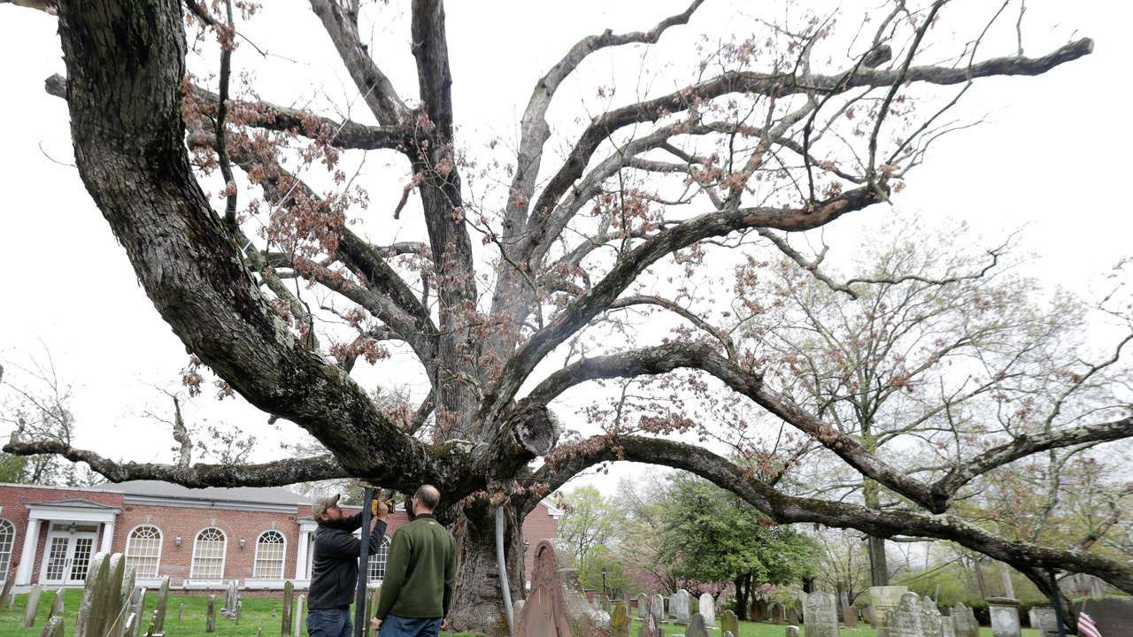 tree_291484