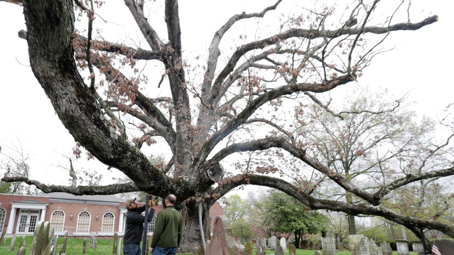 tree_291484