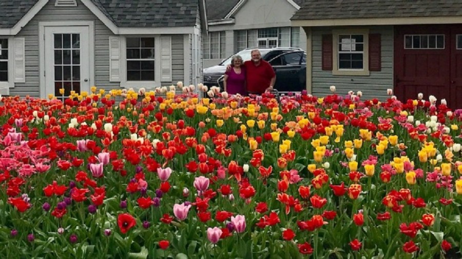 tulips_290001