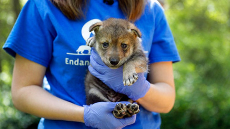wolf-pup-big_291802