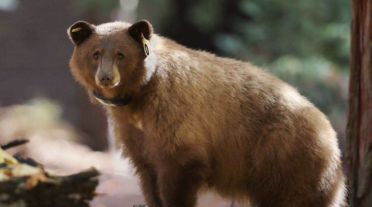 Yosemite Bear Tracker_280087