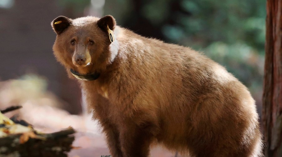 Yosemite Bear Tracker_280087