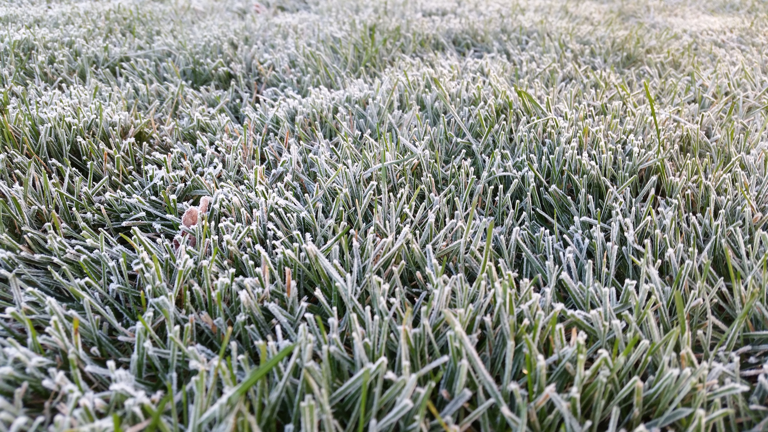 9-27-frosty-grass_187882