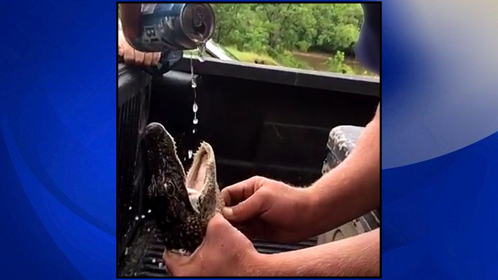 alligator-web-image_310732