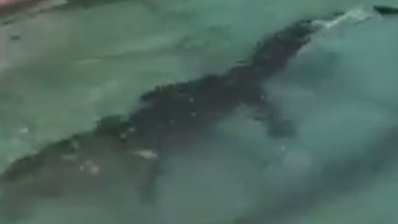 alligatorpool_312053