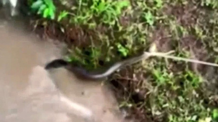 anaconda-rescued_306867