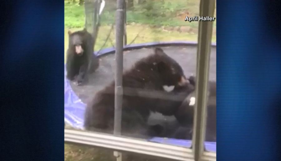 bearstrampoline_304180